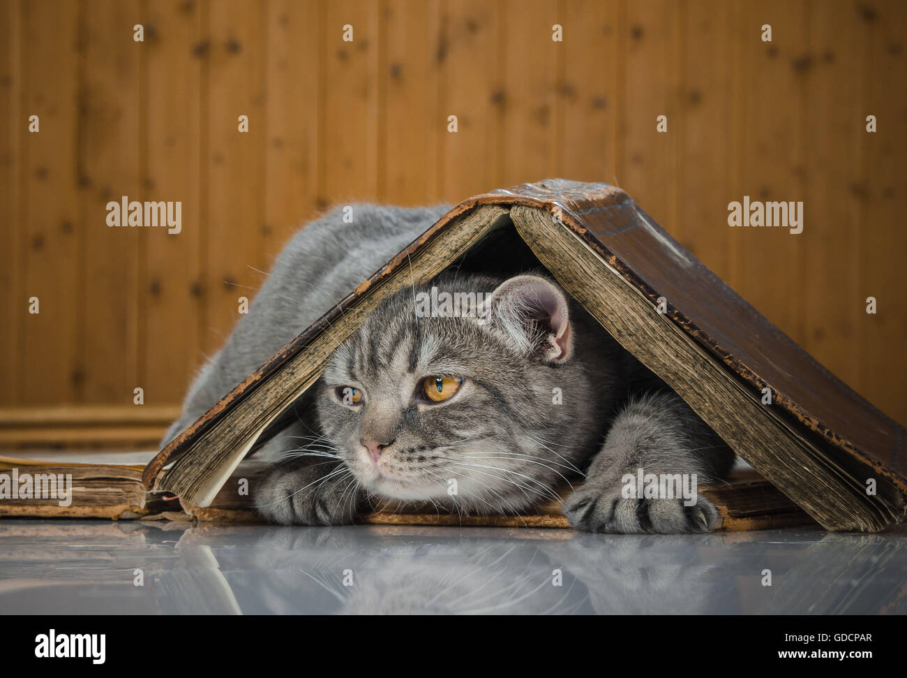 The cat in the hat book hires stock photography and images Alamy