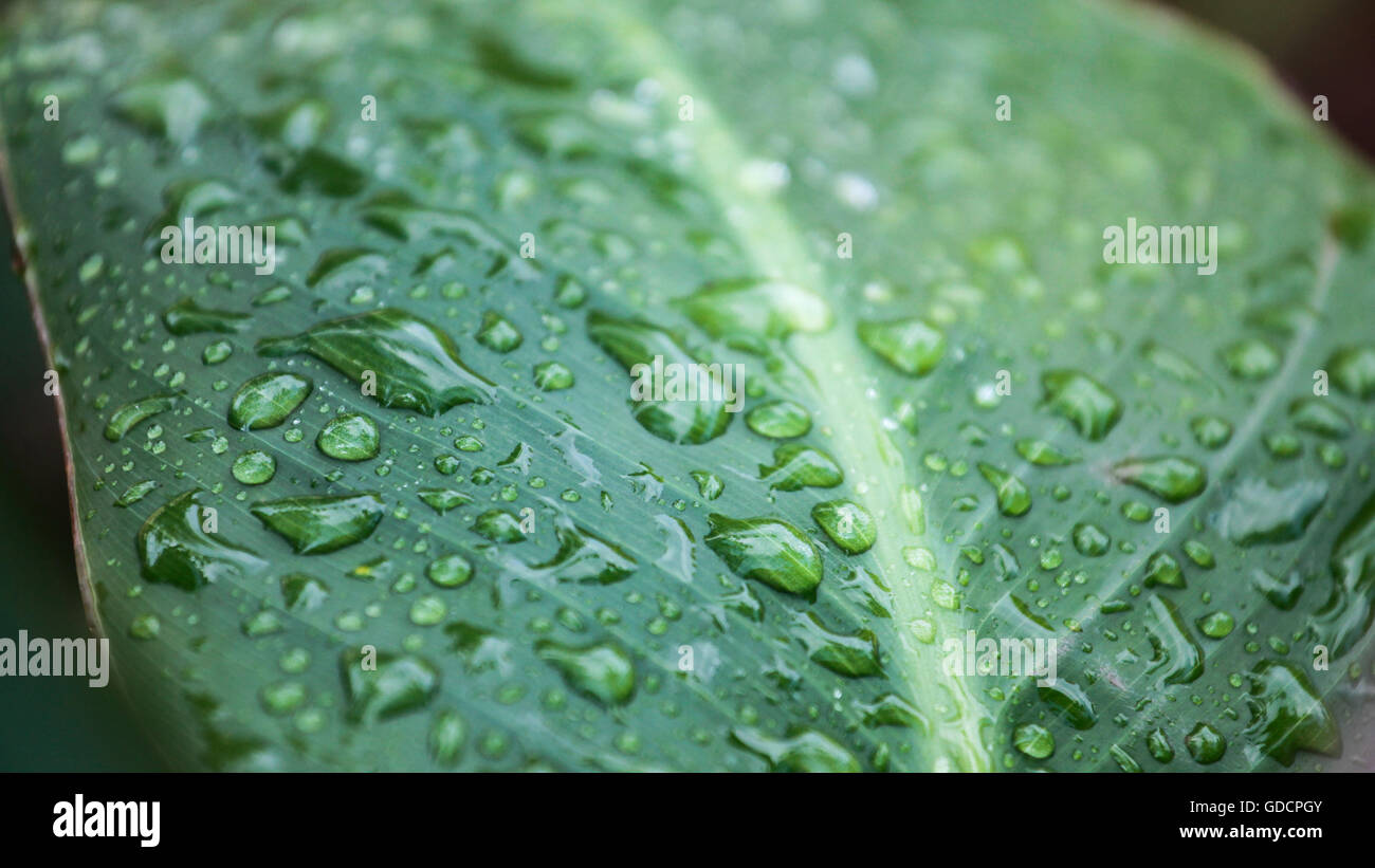 Green Leaf With Water Drop Texture Stock Photo - Alamy