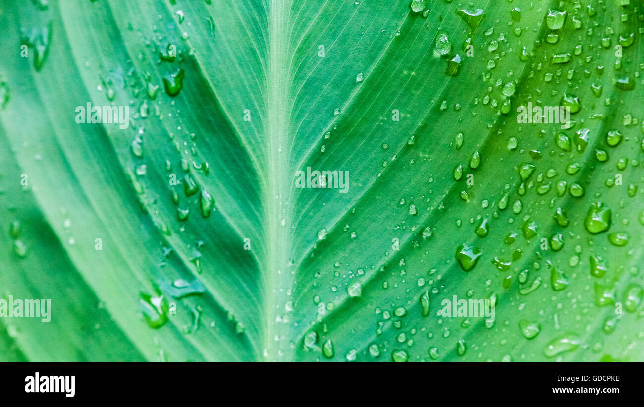 Green Leaf With Water Drop Texture Stock Photo - Alamy