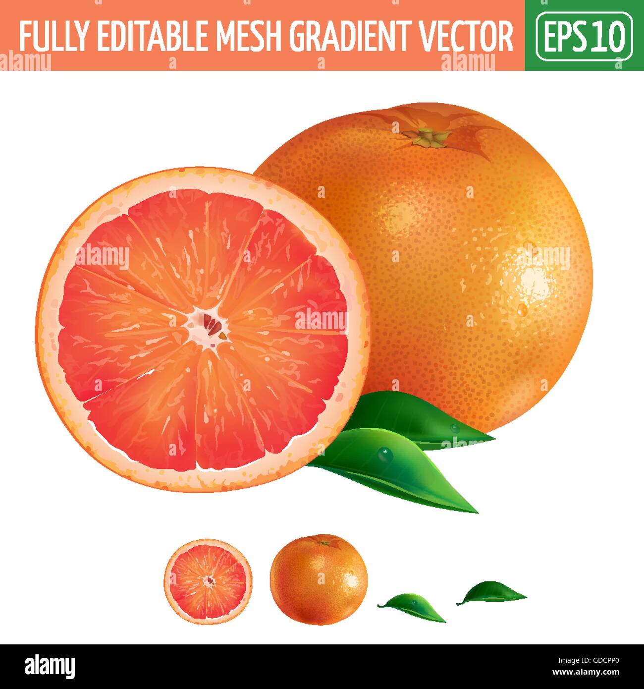 Grapefruit on white background. Vector illustration Stock Vector Image ...