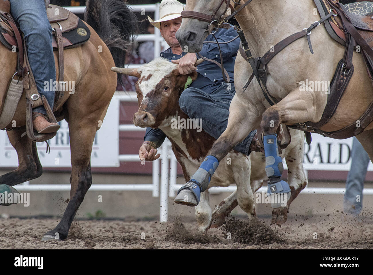 Steer wrestler at the Calgary Stampede Stock Photo Alamy