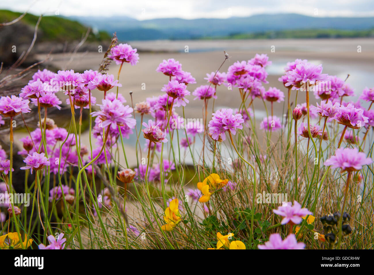 Thrift, or Sea Pinks, Armeria maritima, growing near Portmeirion, Gwynedd, by the Dwyryd estuary; late May. Stock Photo