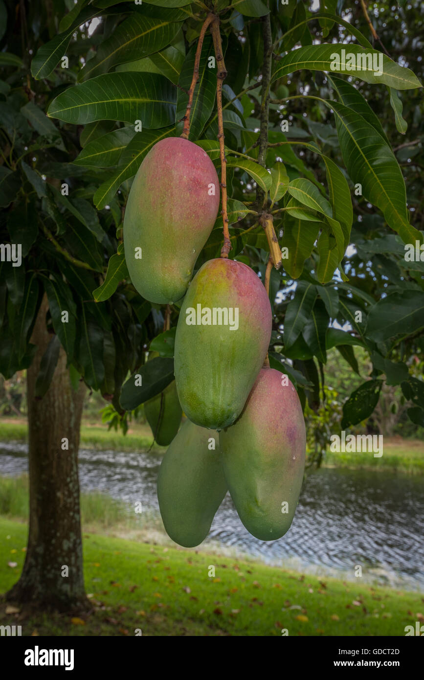 Mango Tree India Stock Photos & Mango Tree India Stock Images Alamy