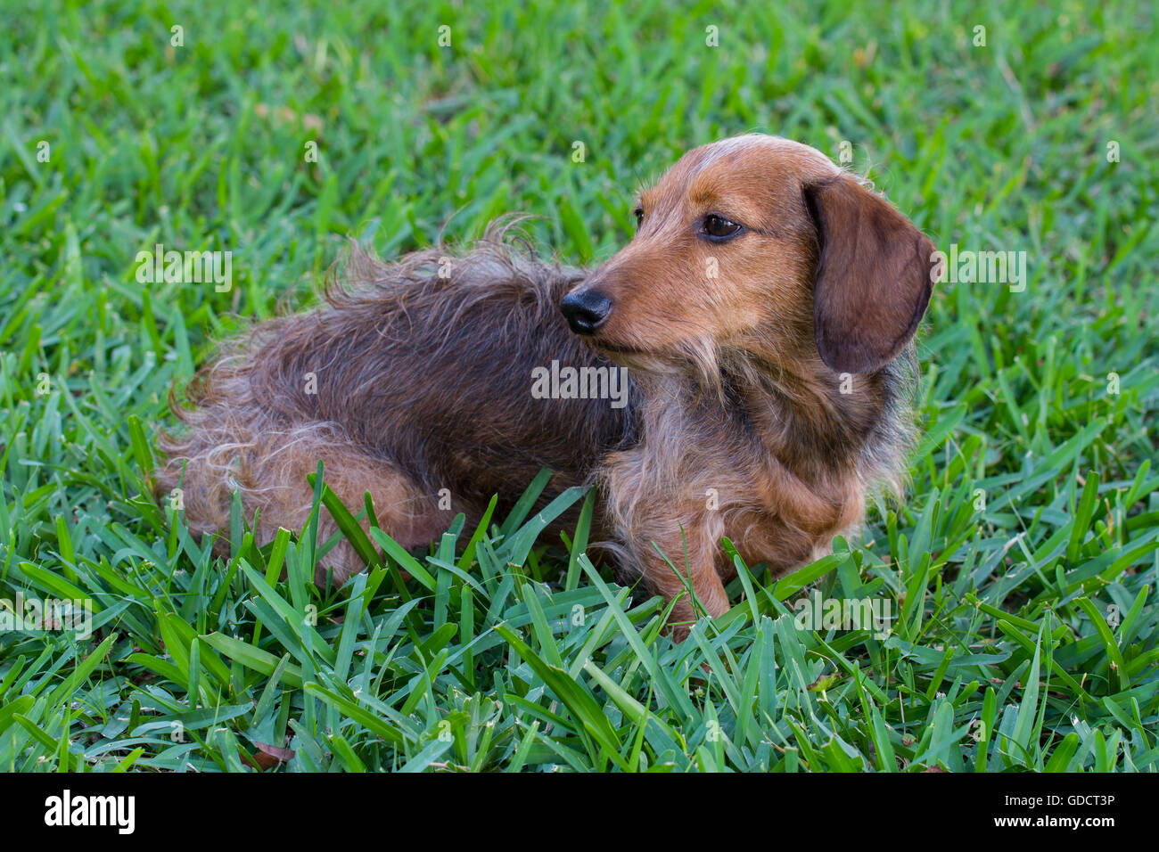 Wire Hair Dachshund in Grass Stock Photo