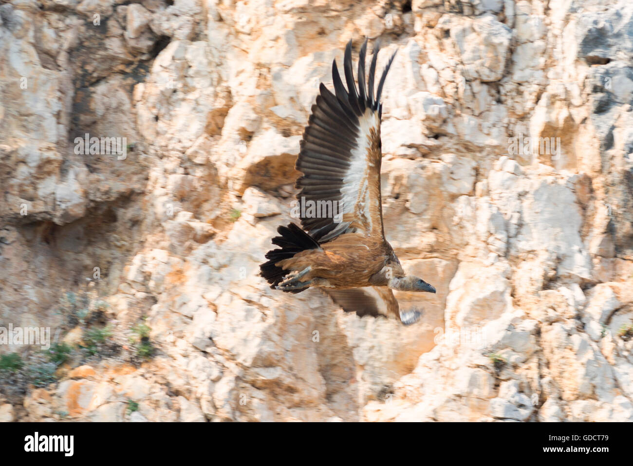 Griffon Vulture at Cres Island, Croatia Stock Photo