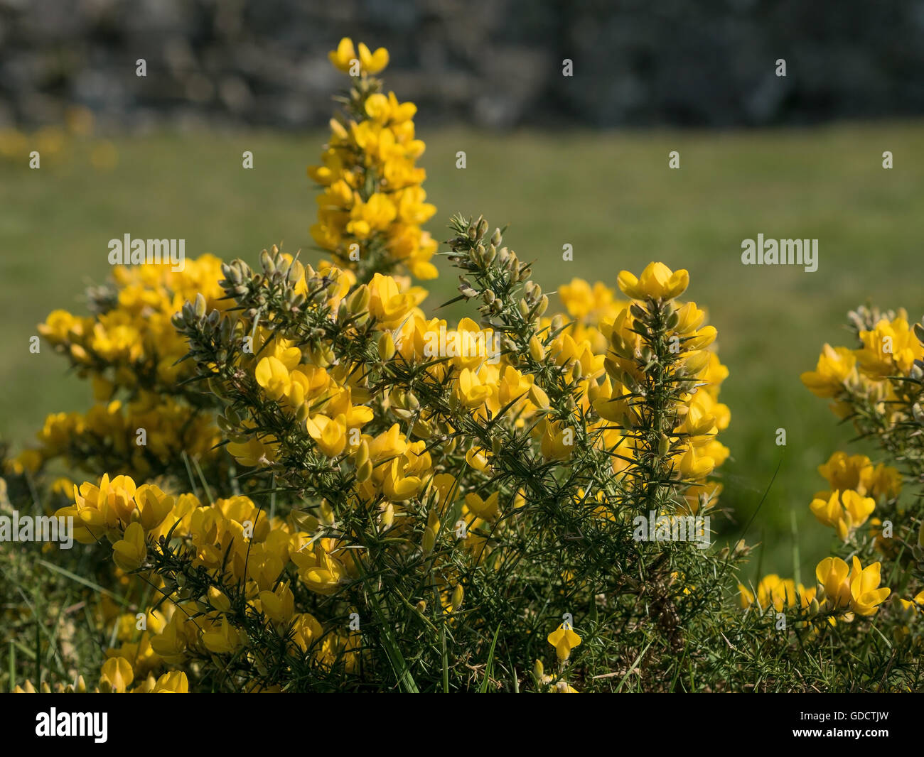 Yellow gorse (Ulex) flowers in Scotland. This plant is sometimes called