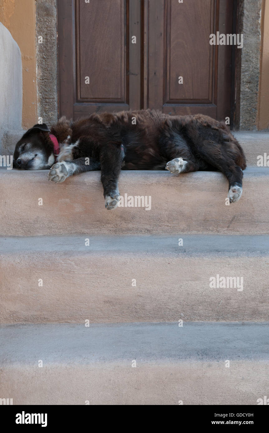 Dog sleeping on doorstep in Greek village of Oia, Santorini Stock Photo