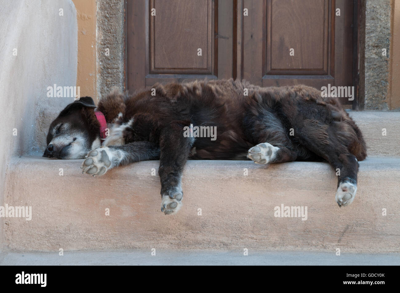 Dog sleeping on doorstep in Greek village of Oia, Santorini Stock Photo
