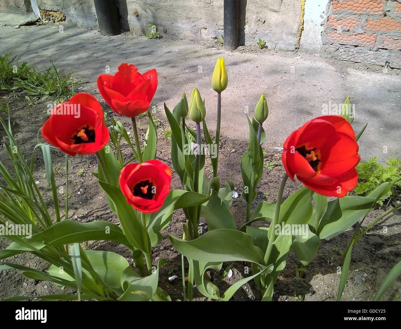 Red tulips in spring Stock Photo - Alamy