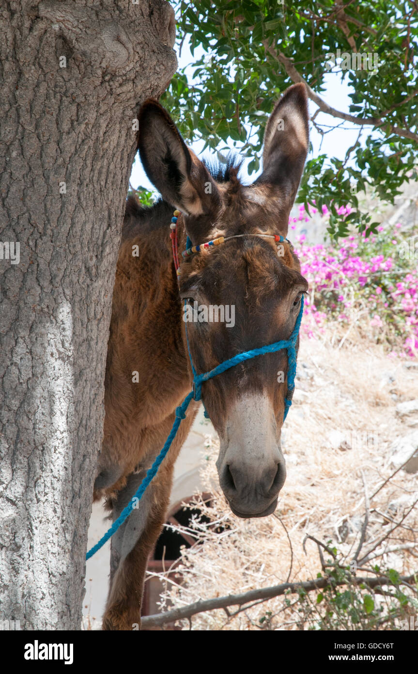 Donkey Under Tree High Resolution Stock Photography And Images Alamy