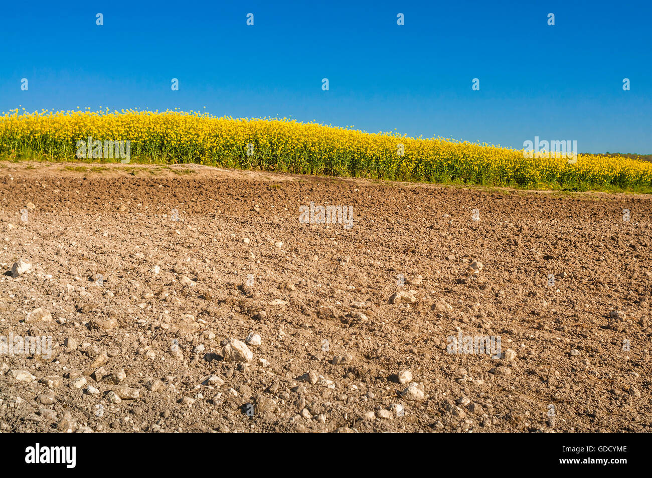 Tilled farm field with Canola crop in background - France. Stock Photo