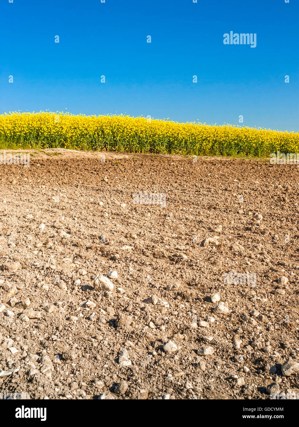 Tilled farm field with Canola crop in background - France. Stock Photo