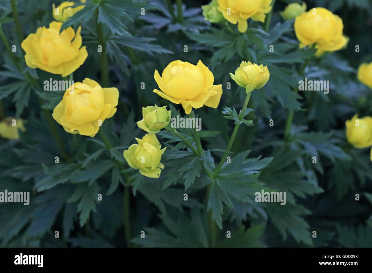 Globeflower (Trollius europaeus) Stock Photo