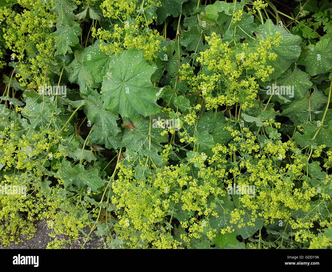 Frauenmantel; Alchemilla, mollis; Blatt; Pflanze Stock Photo