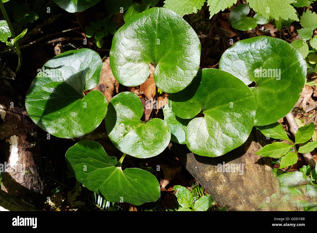 Hasenpfeffer High Resolution Stock Photography and Images - Alamy