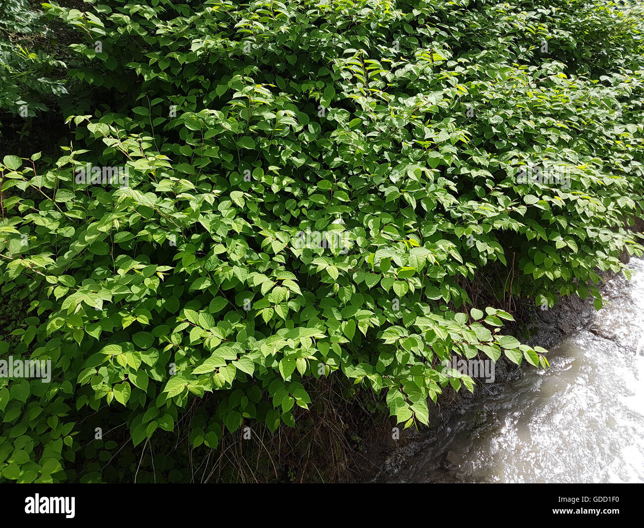 Japanischer, Knoeterich, Fallopia, japonica Stock Photo