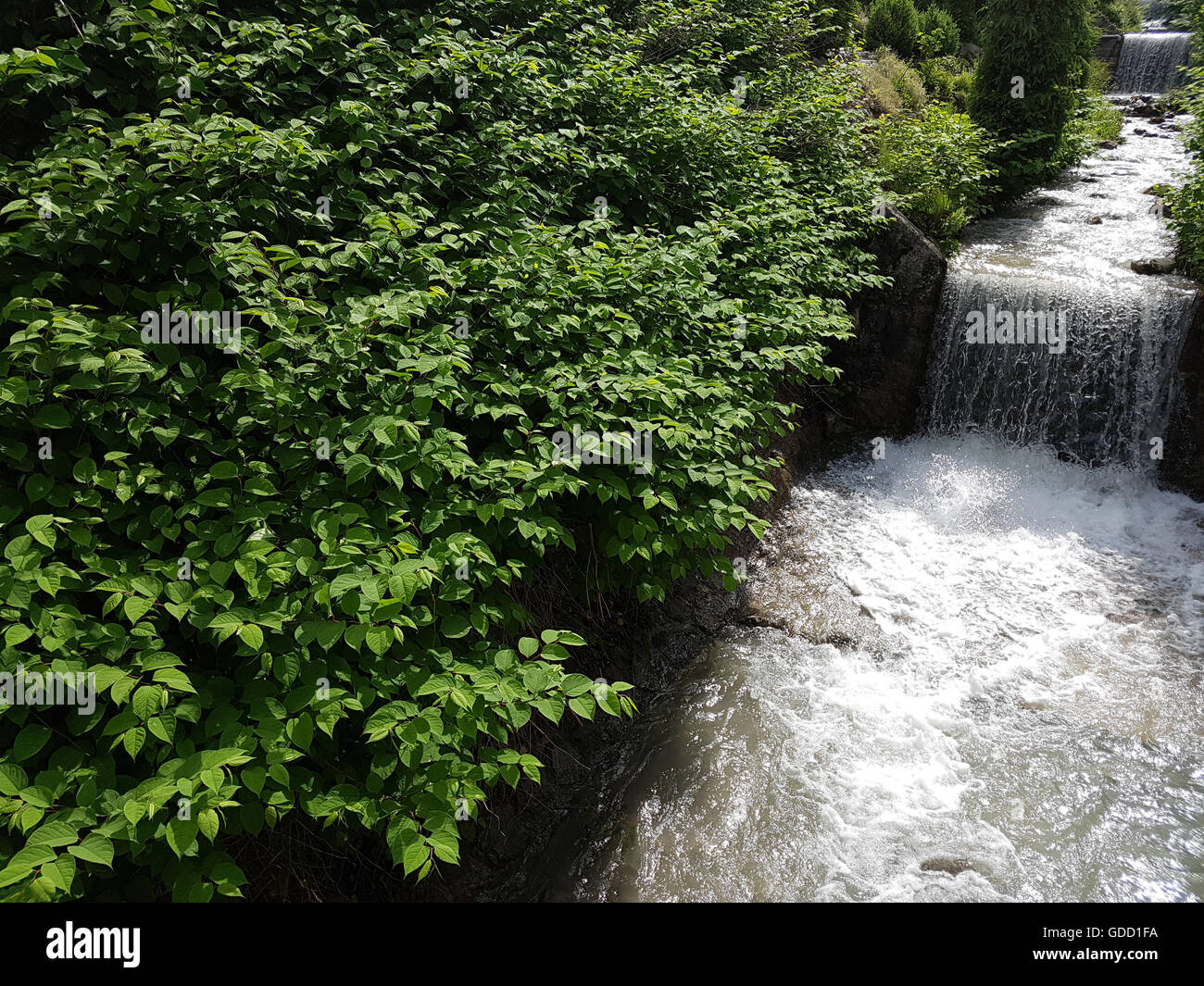 Japanischer, Knoeterich, Fallopia, japonica Stock Photo