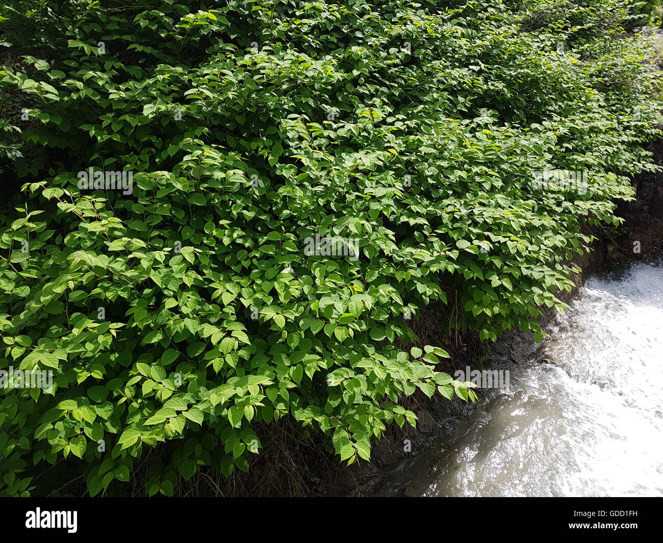 Japanischer, Knoeterich, Fallopia, japonica Stock Photo