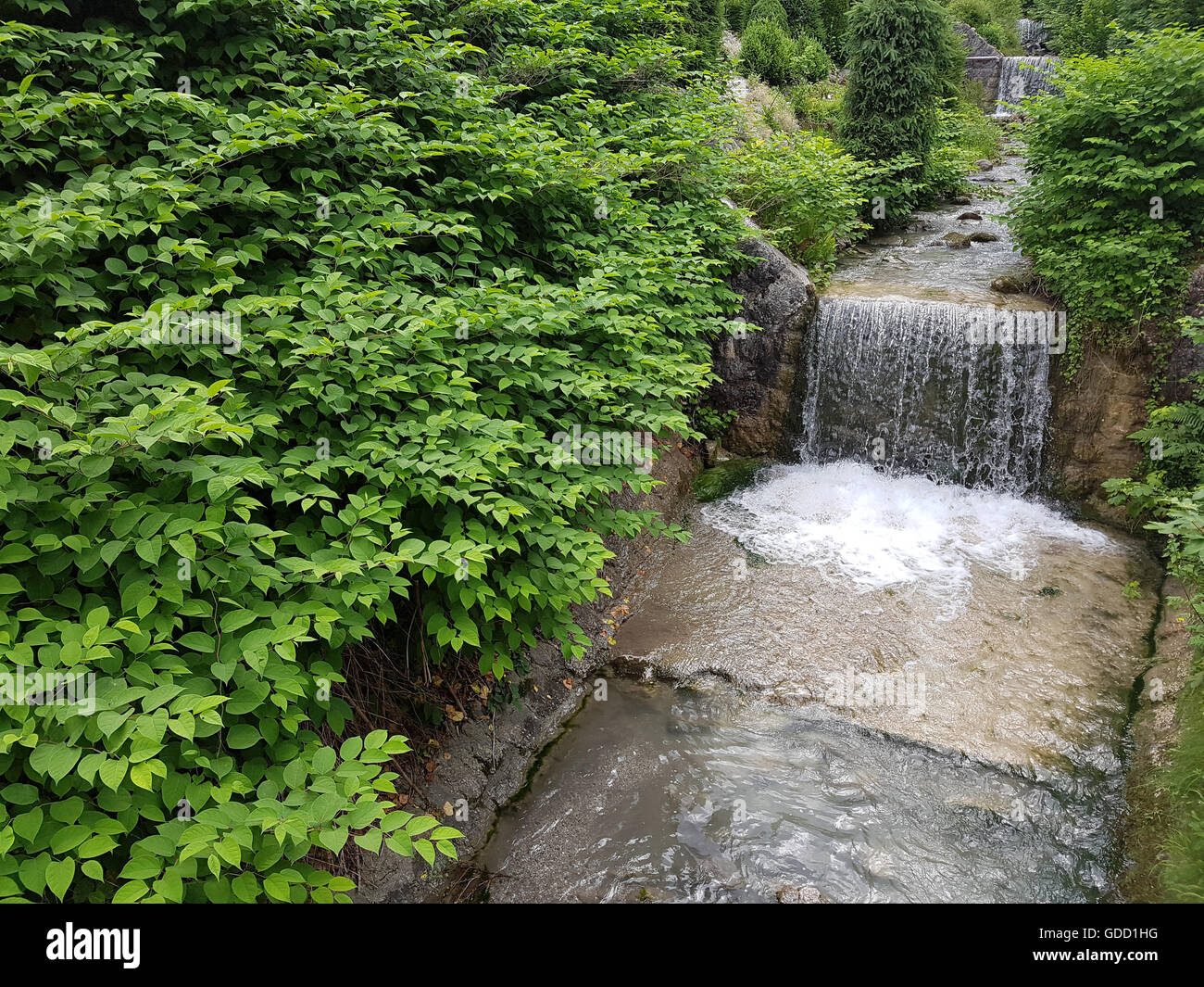 Japanischer, Knoeterich, Fallopia, japonica Stock Photo