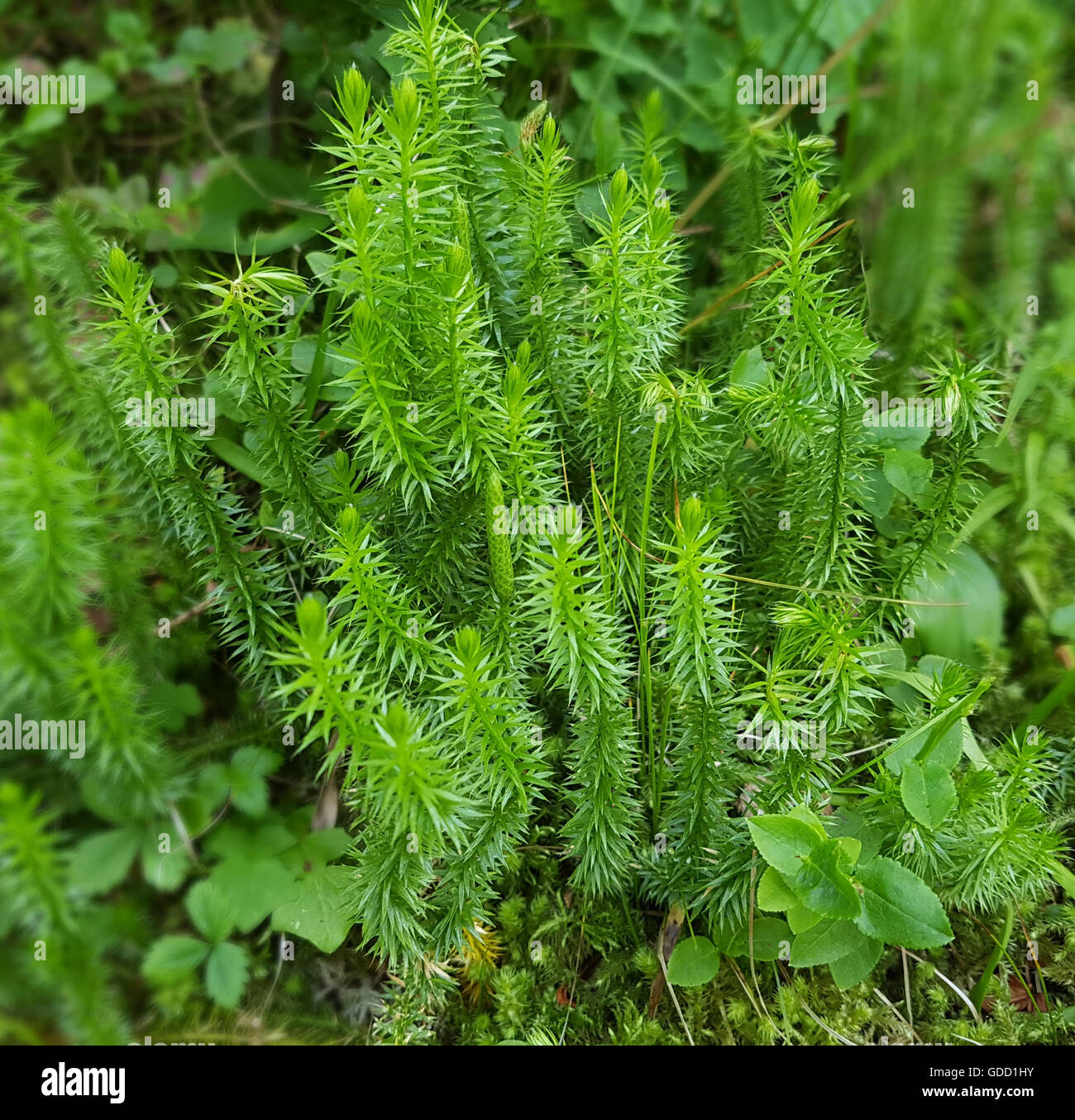 Keulen-Baerlapp, Lycopodium, clavatum, Keulenbaerlapp, Heilpflanze ...