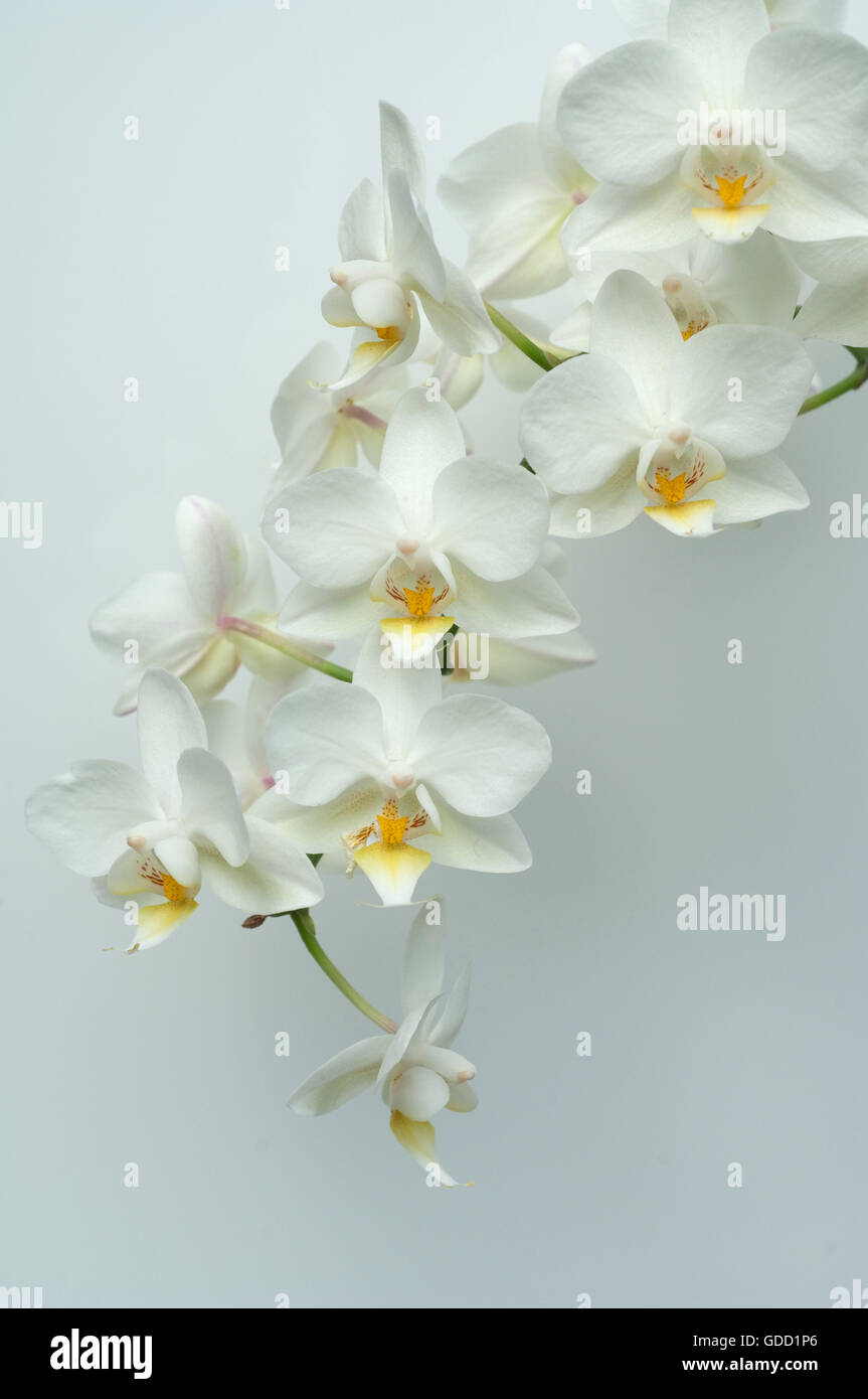 Weisse, Orchidee; Blume; Pflanze Stock Photo - Alamy