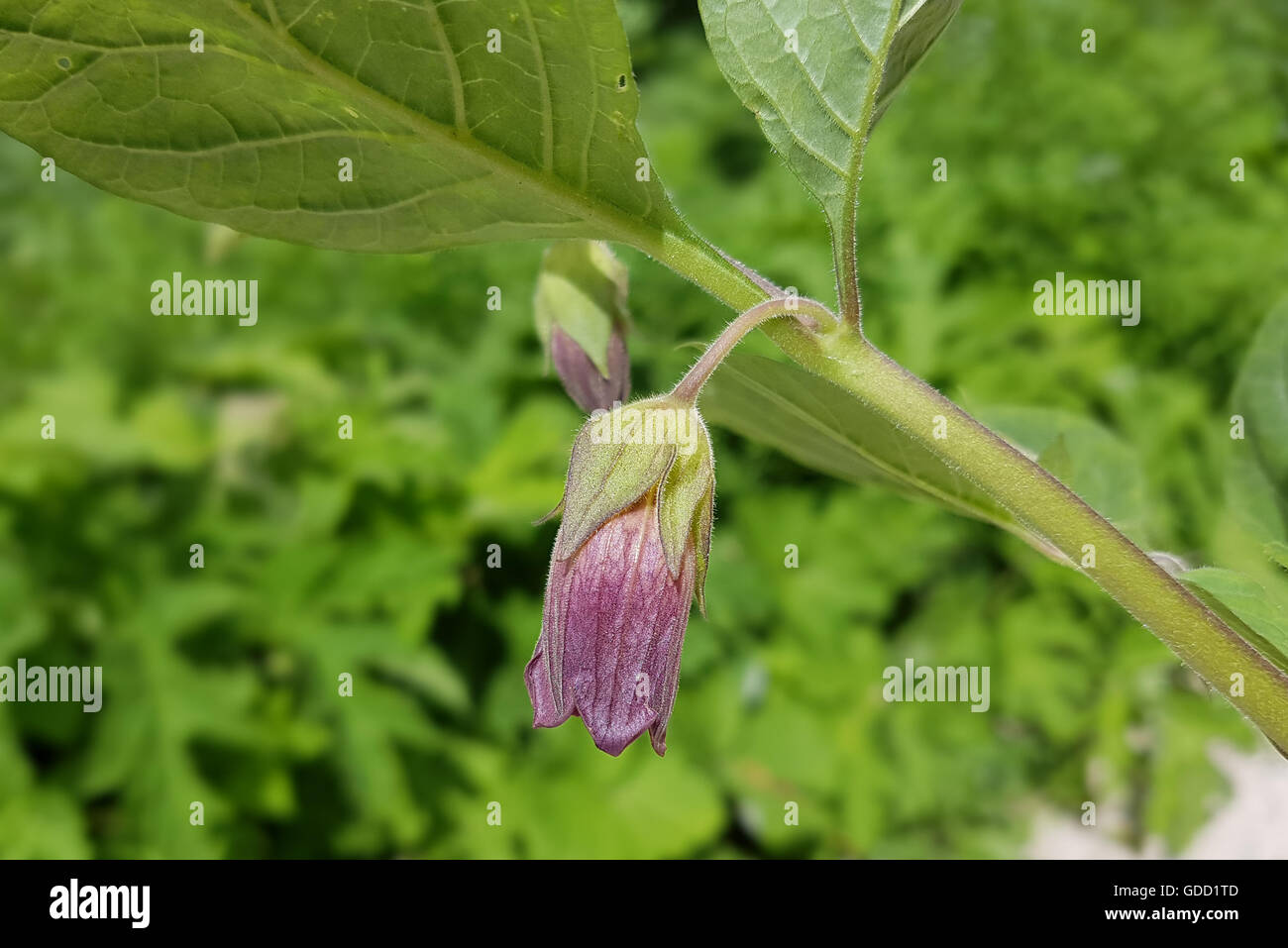 Tollkirsche; Atropa, Bella-donna, Tollkirschenbluete Stock Photo - Alamy