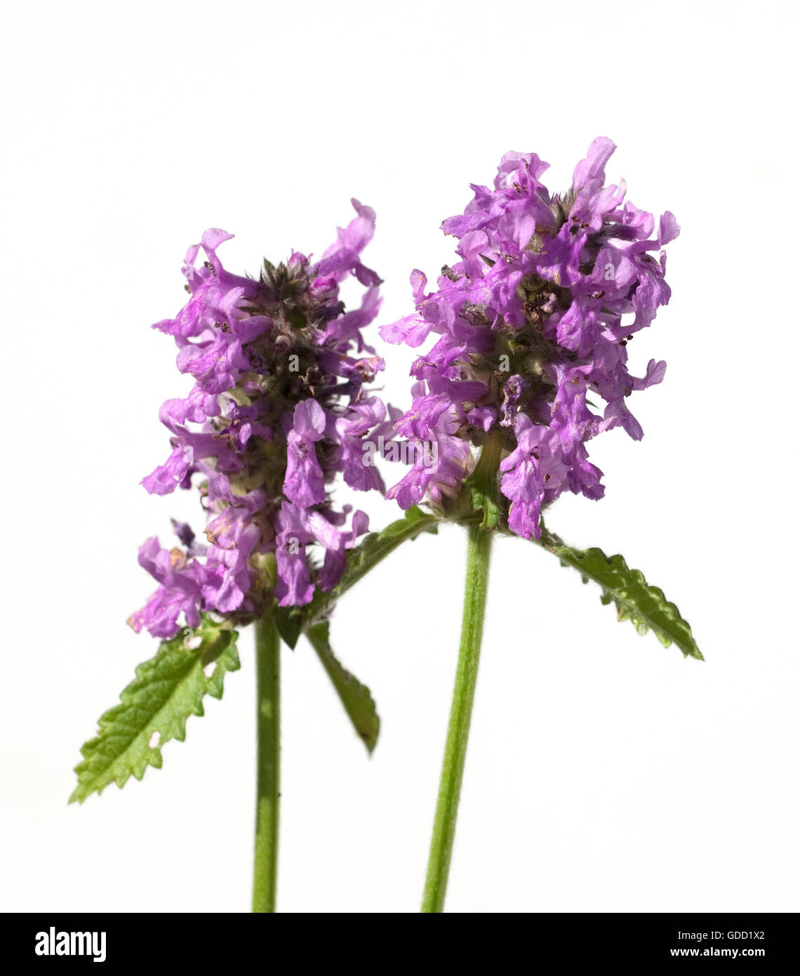 Echter Ziest Stachys officinalis Heilziest Betonie Heilpflanze Teepflanze