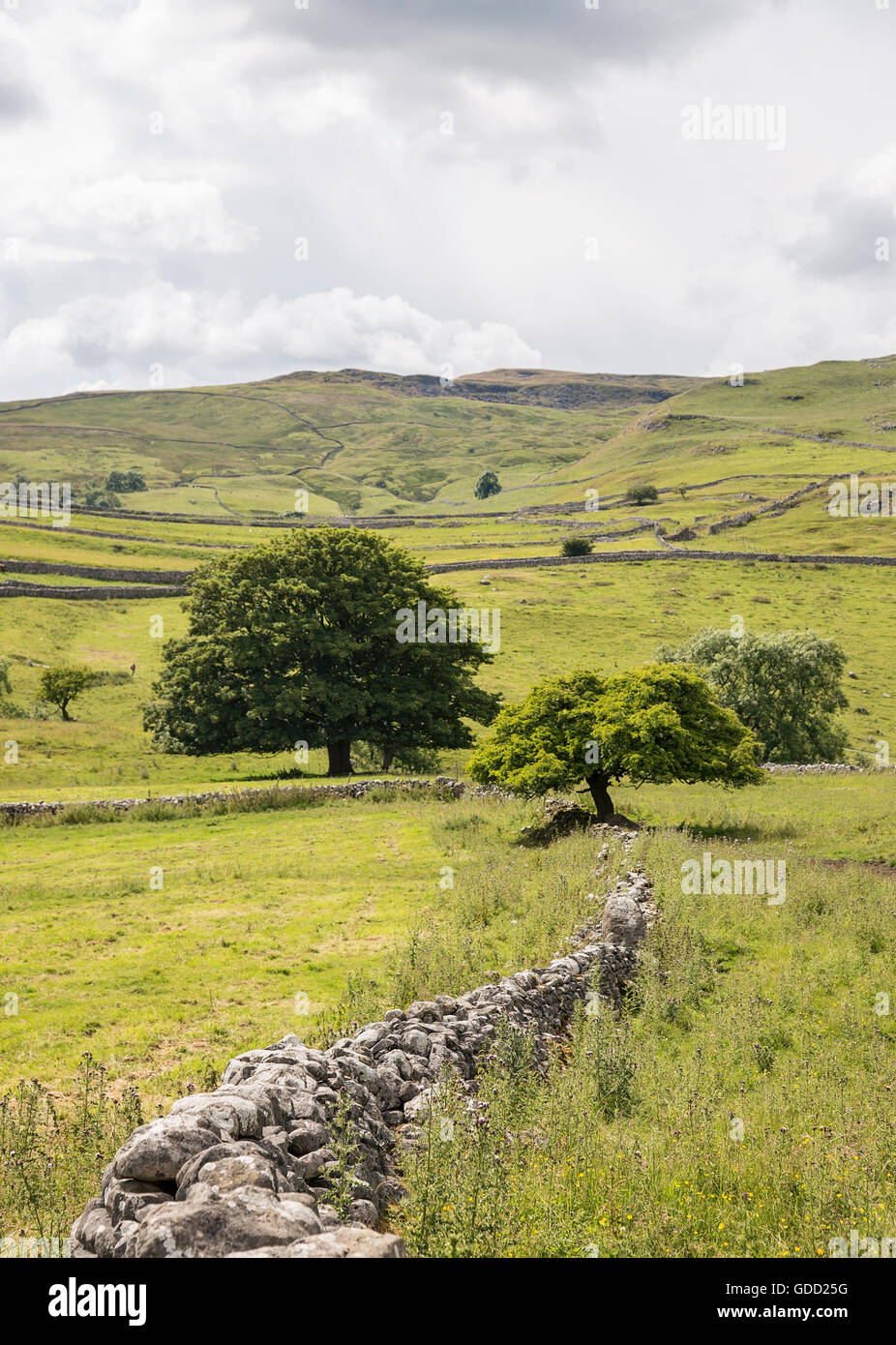 Drystone Wall and tree at Malham, Yorkshire Dales Stock Photo
