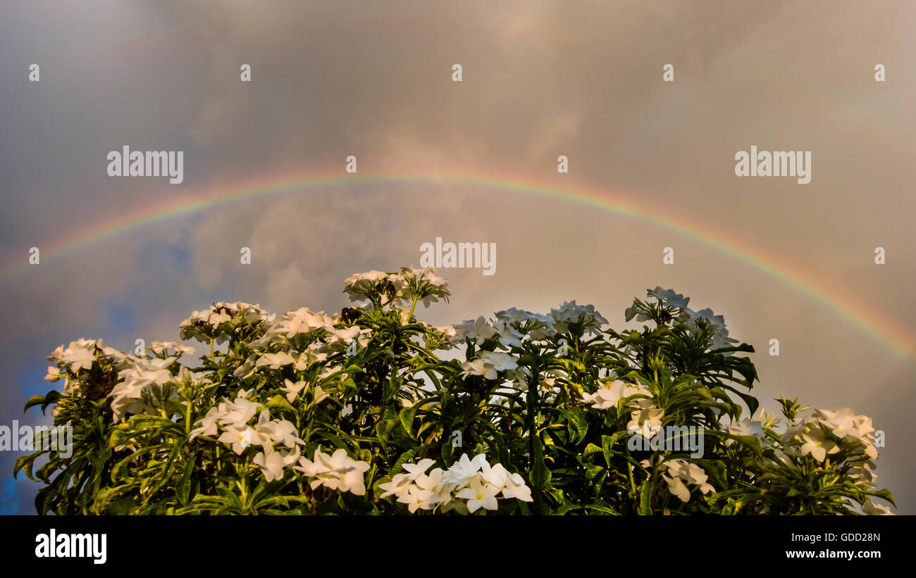 Flowers and Rainbow Stock Photo - Alamy