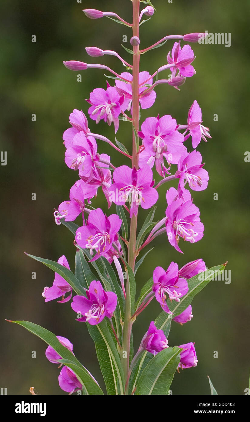 Detail of a flower spike of Rosebay Willow Herb or Fireweed Chamerion angustifolium Stock Photo