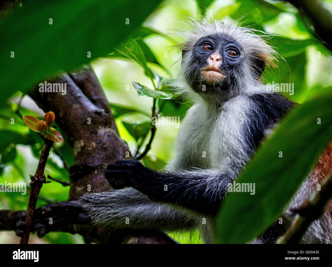 Red colobus monkey Procolobus kirkii at Jozani forest on the island of Zanzibar East Africa Stock Photo