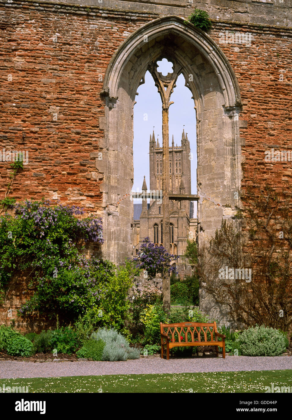 Wells Cathedral crossing tower & S transept seen through a window of the ruined C13th Great Hall of the Bishop's Palace, Somerset. Stock Photo