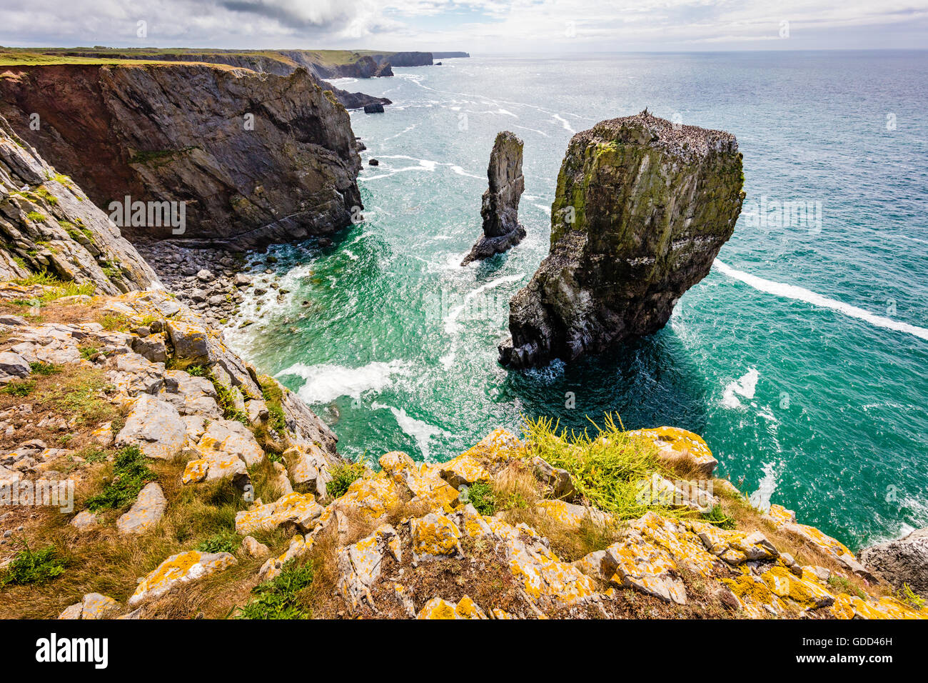 Elegug Stacks are dramatic pinnacles of limestone - home to colonies of Guillemots Pembrokeshire coast South Wales UK Stock Photo