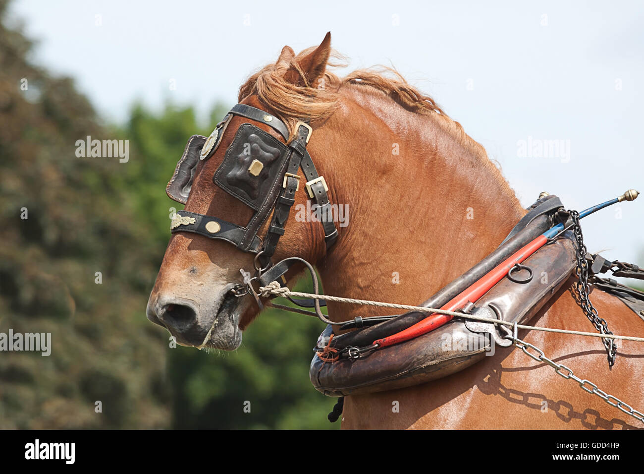 Harness a horse hi-res stock photography and images - Alamy