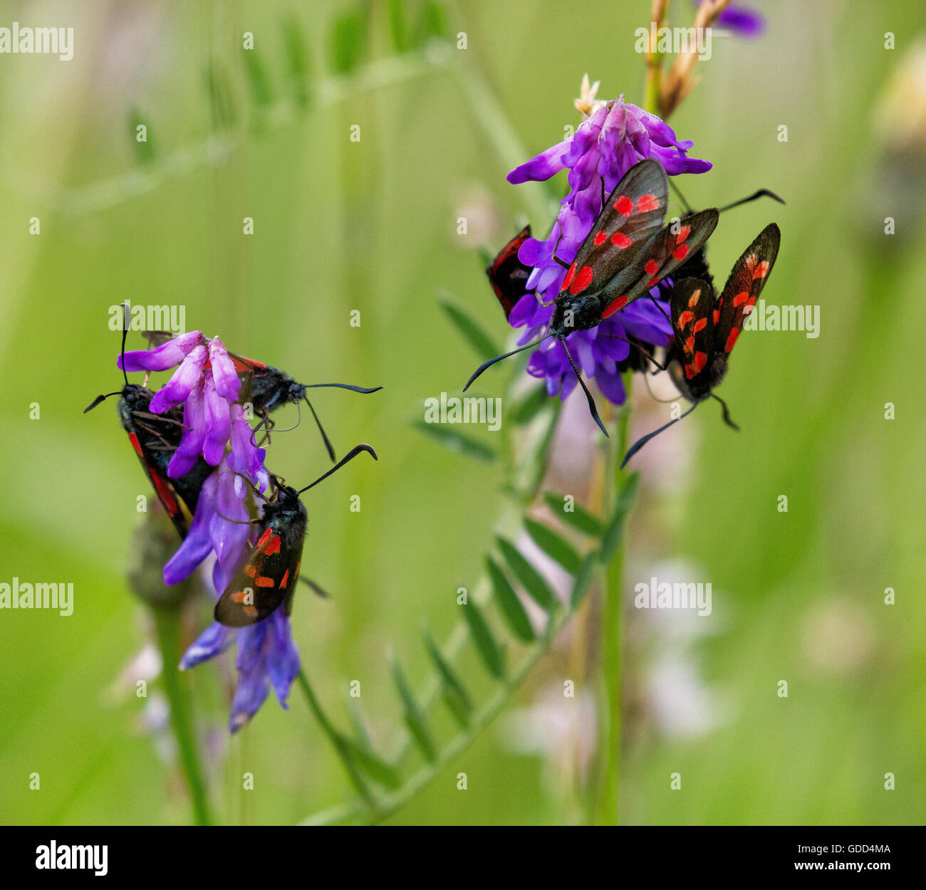 Five Spot Burnet moths Zygaena trifolii crowd onto nectar rich Tufted Vetch flowers Vicia cracca in a Somerset field UK Stock Photo