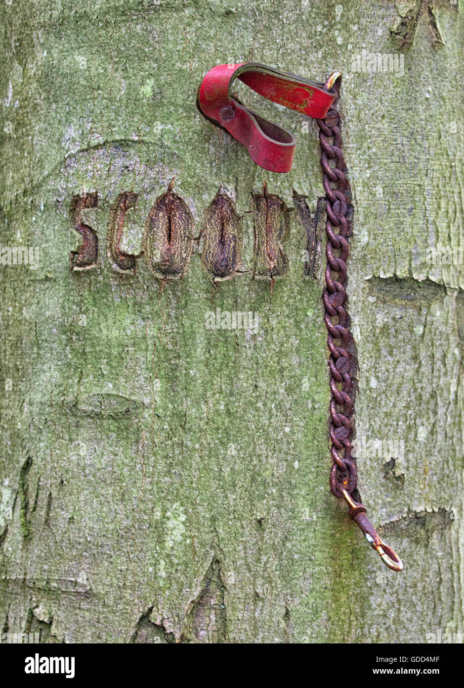 Memorial to a lost dog Scooby with name carved into tree bark and dog lead pressed into trunk in a Somerset wood UK Stock Photo