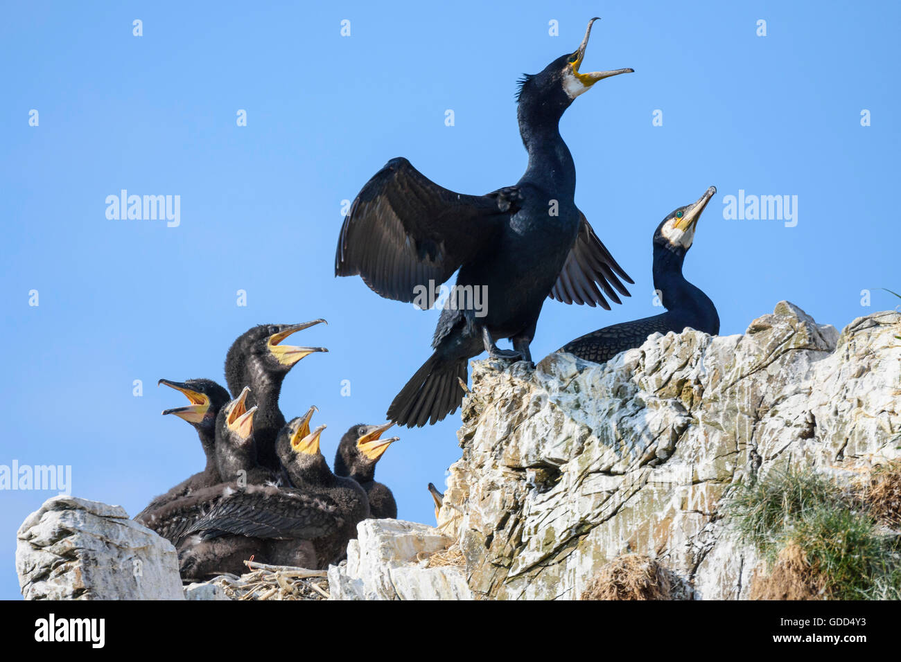 Nesting Cormorant, Phalacrocorax carbo, with young, Murray Isles, Solway Firth, Scotland,UK Stock Photo