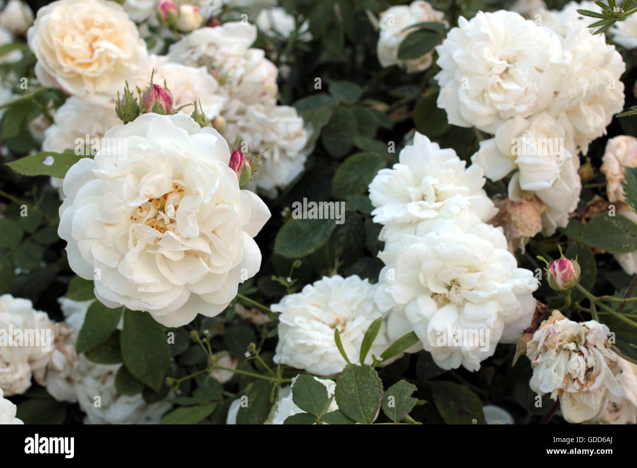 wild highly scented dog rose Stock Photo Alamy