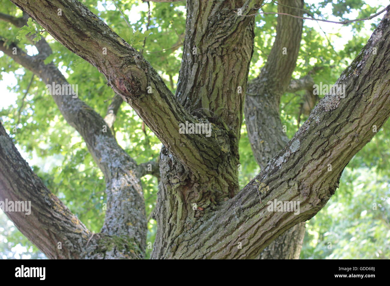 Strong thick tree limbs Stock Photo