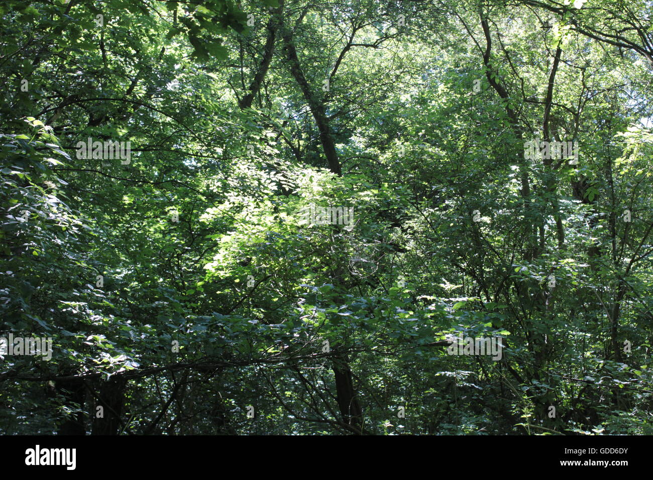 trees in Ambion Woods Stock Photo - Alamy