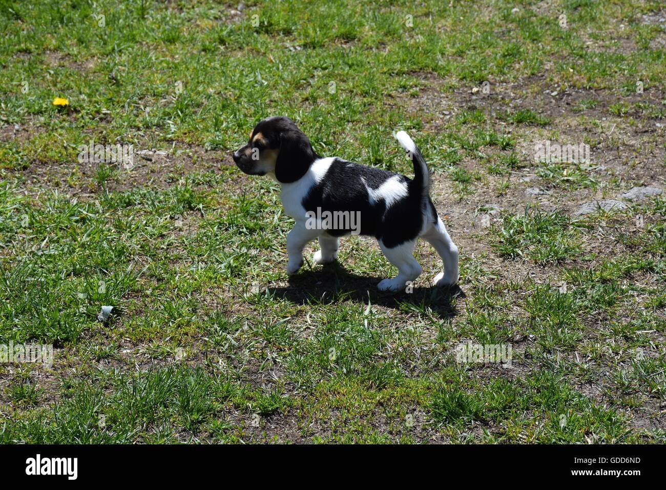 Beagle Puppy Walking in Grass Stock Photo