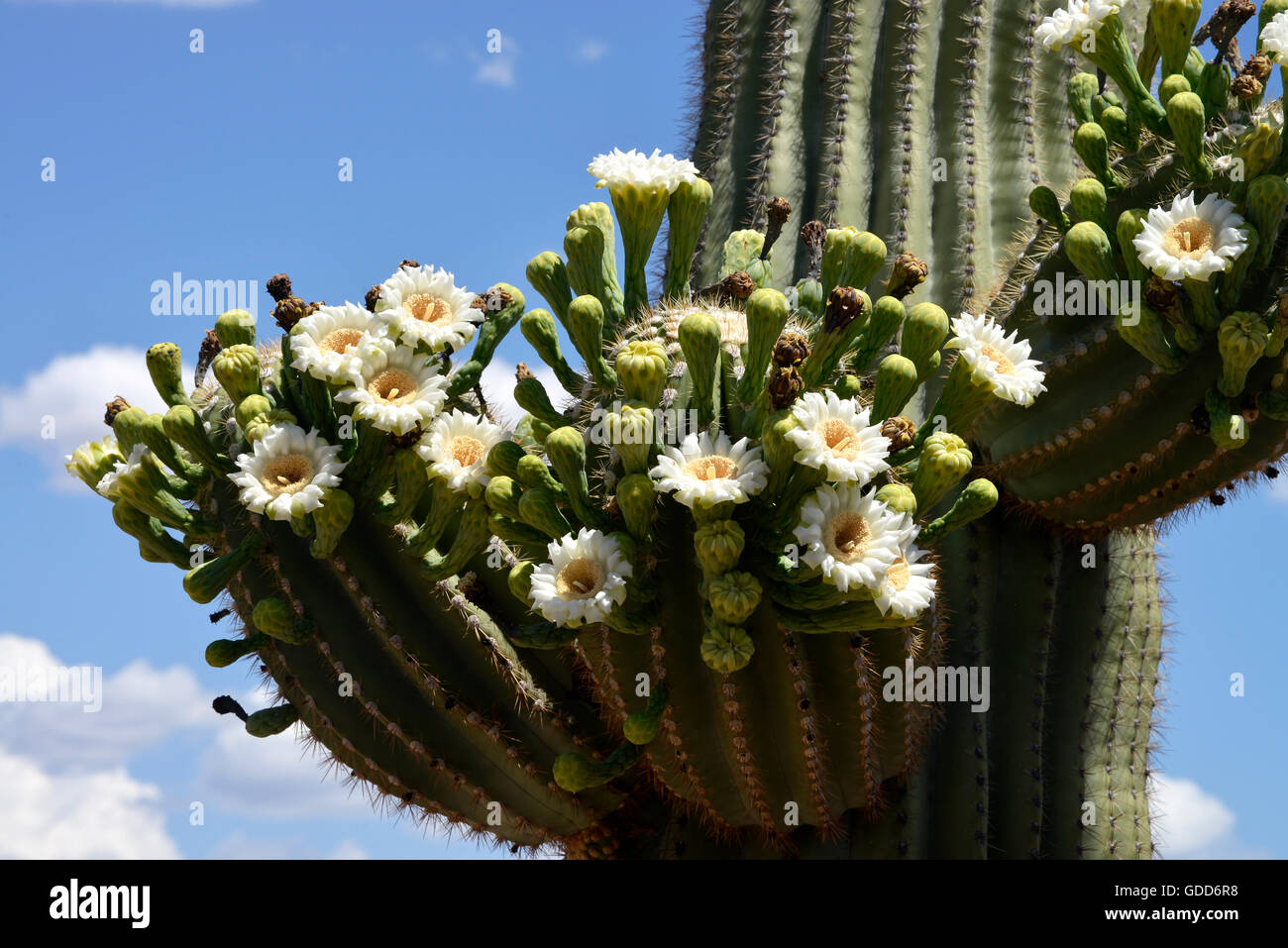 Saguaro cactus, (Carnegiea gigantea), bloom in Sabino Canyon, Coronado ...