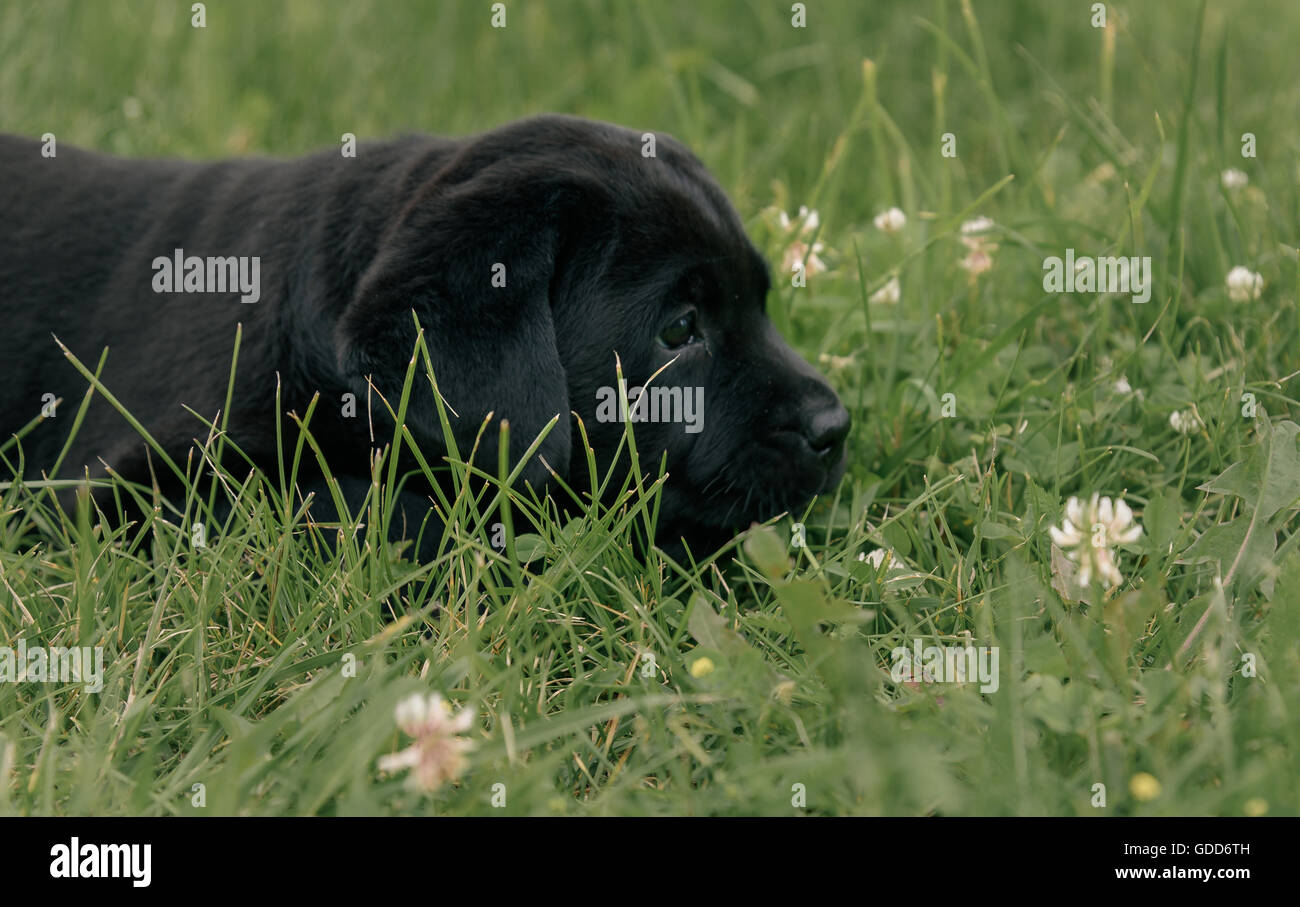 cute black puppy Labrador Retriever isolated on a background of green grass Stock Photo