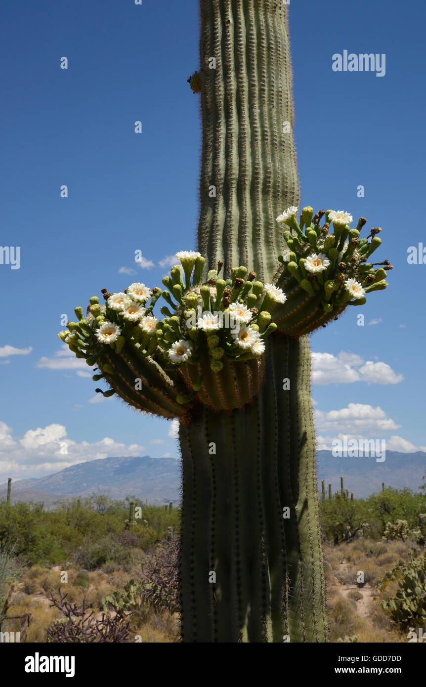Carnegiea gigantea blooming hi-res stock photography and images - Alamy