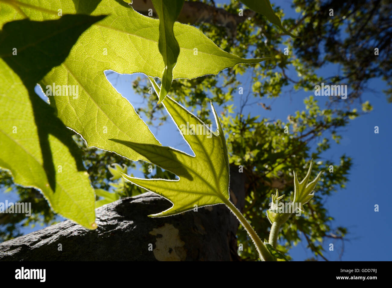 Sycamore trees grow in Gardner Canyon, Santa Rita Mountains, Coronado