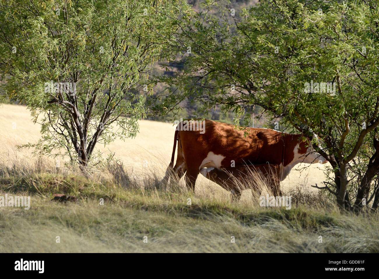 Cattle graze on open range, Coronado National Forest, Santa Rita ...