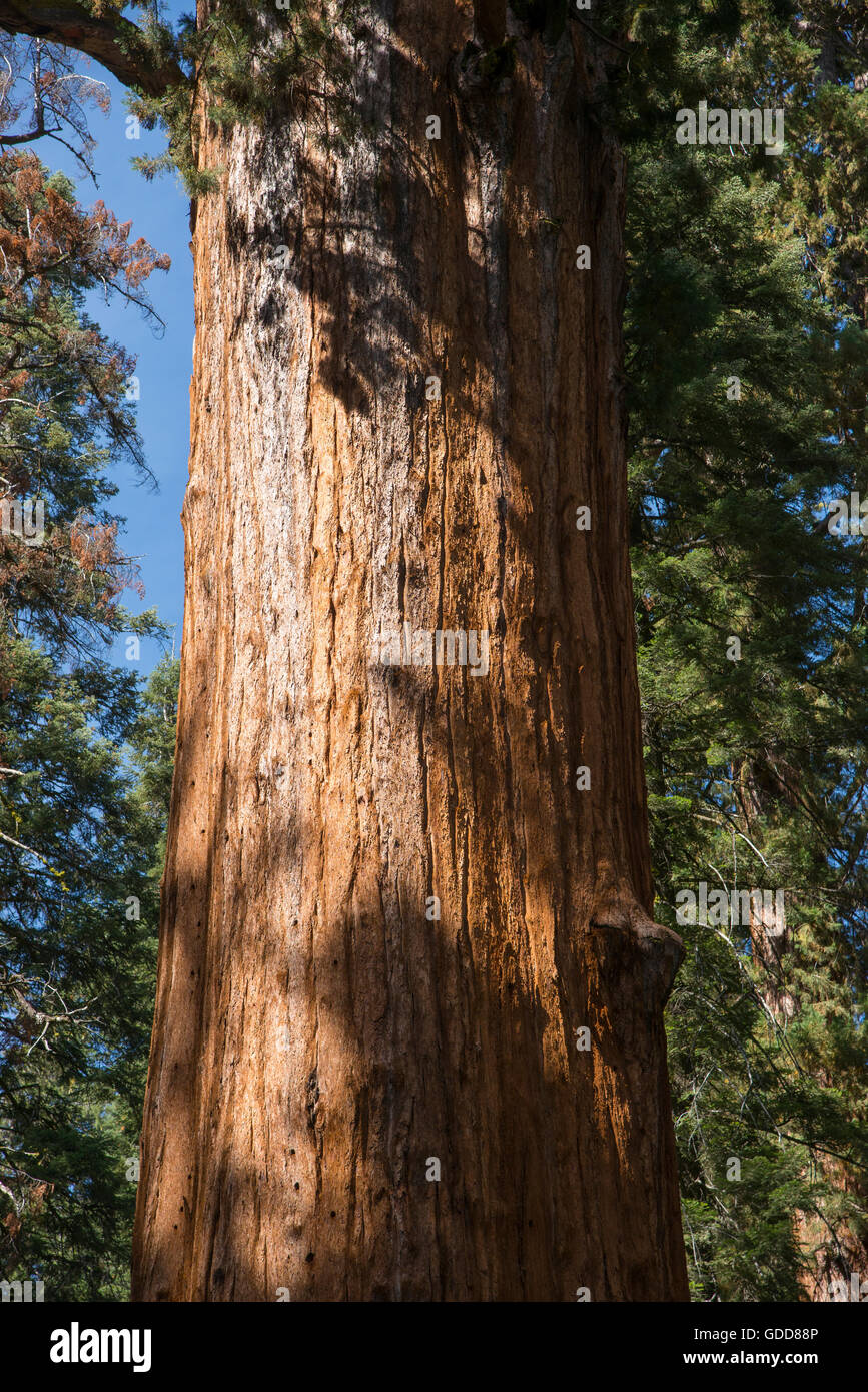 Trunk of Giant Sequoia tree, California, USA Stock Photo