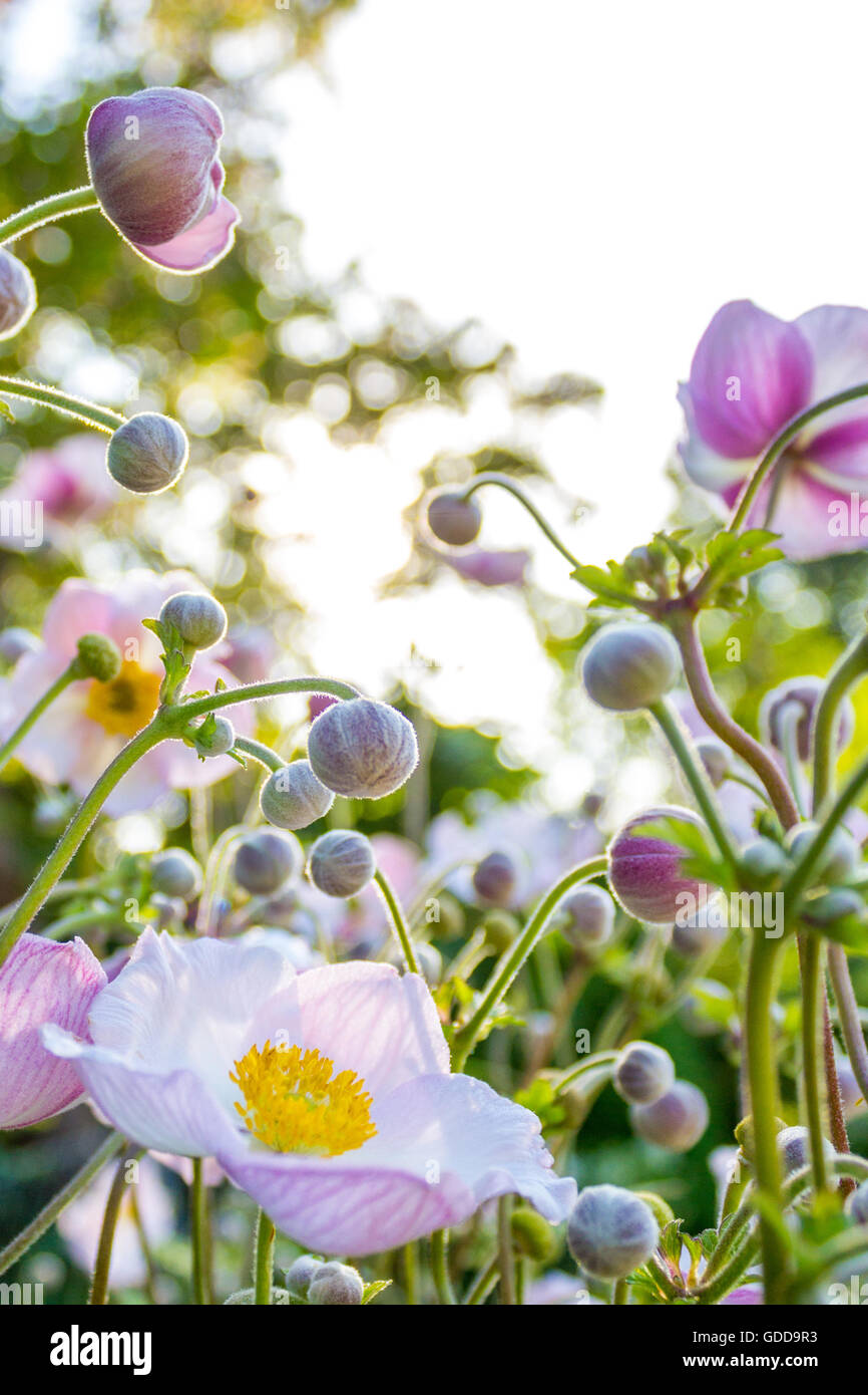 white pink spring flower - anemone field Stock Photo