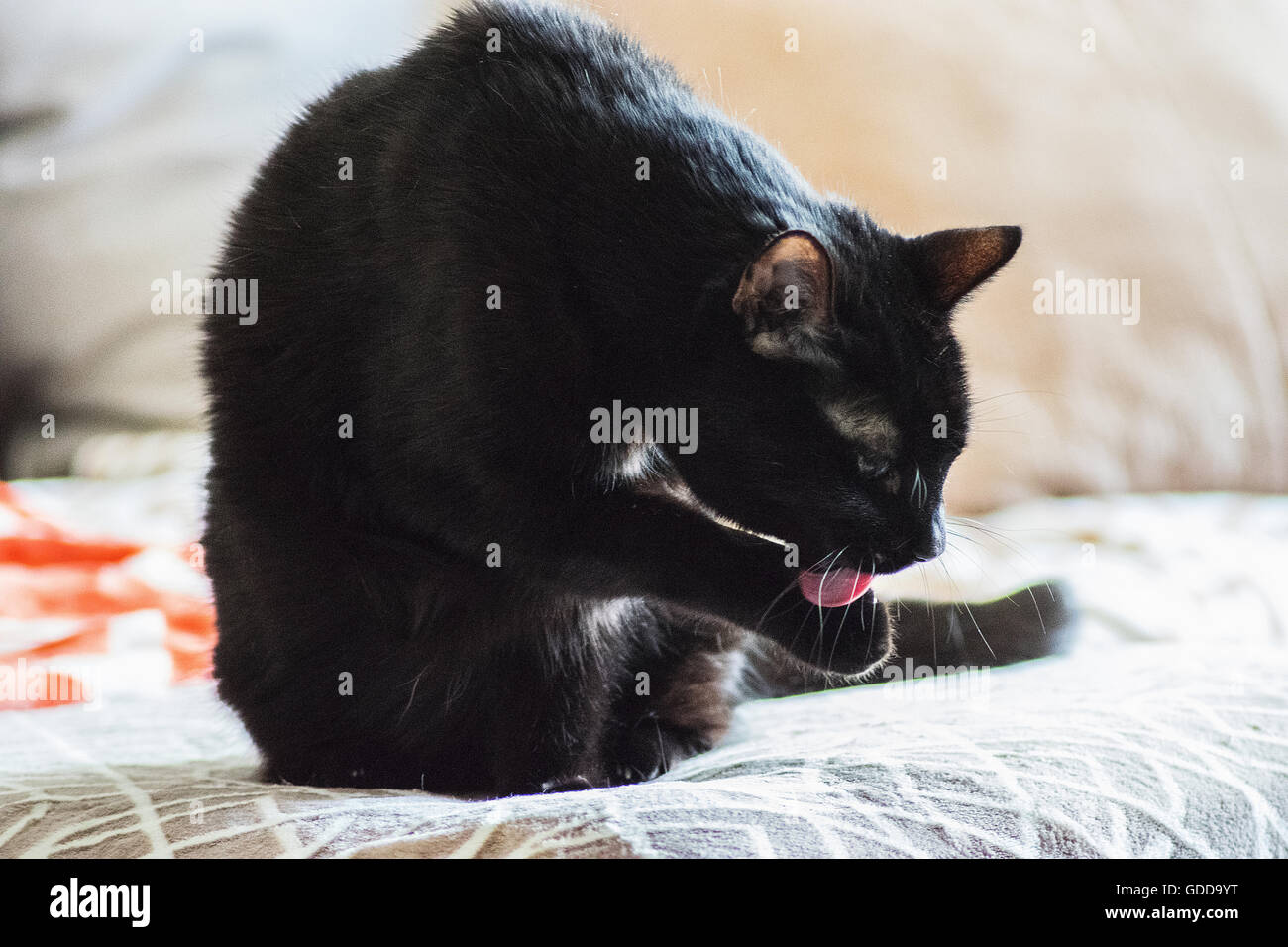 Cat cleaning paws Stock Photo - Alamy