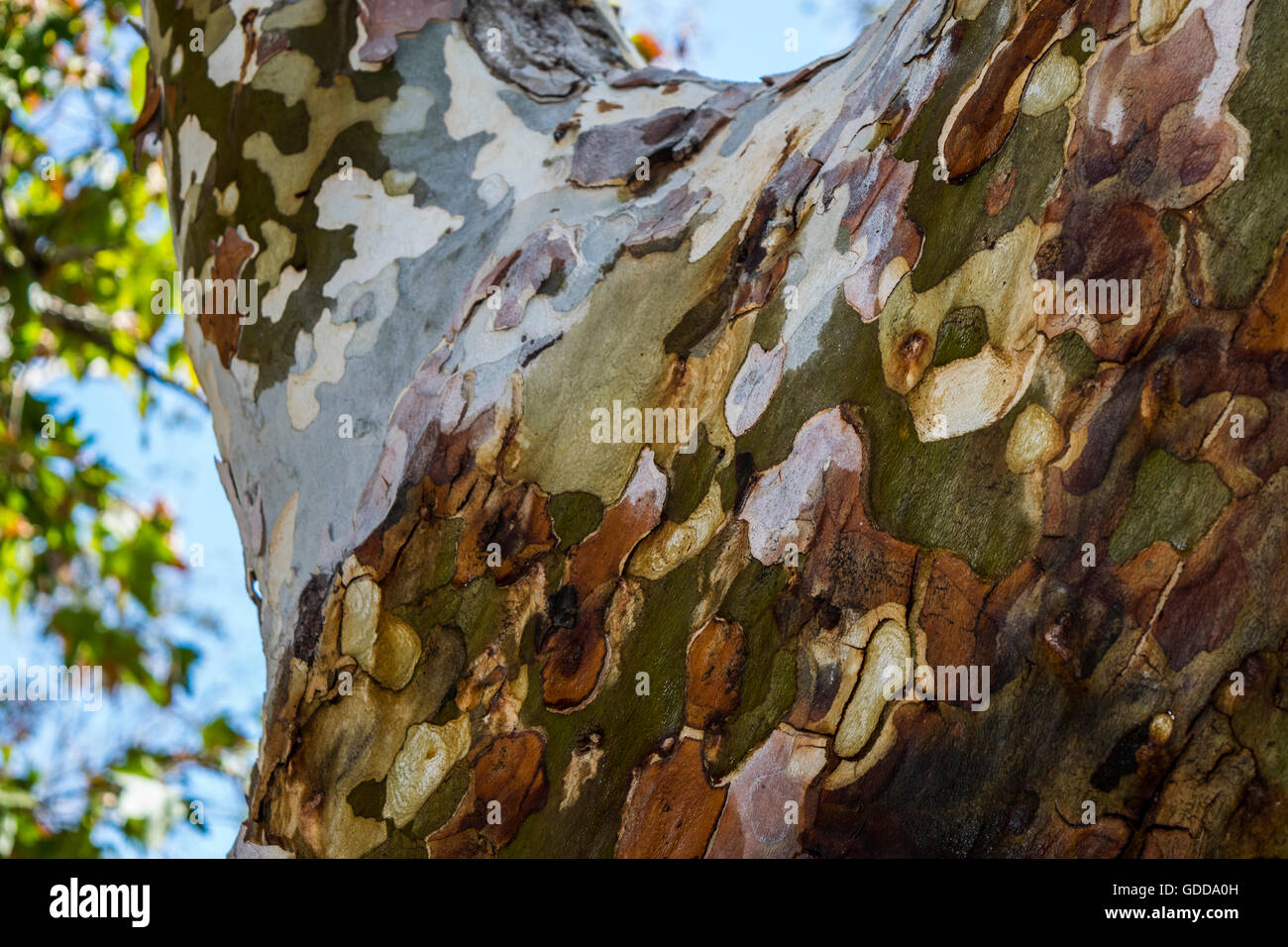 Tree With Bark Camouflage Like Stock Photo Alamy tree-with-bark-camouflage-like-stock-photo-alamy